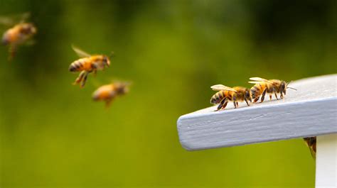春天蜜蜂飞图片大全-春天蜜蜂飞高清图片下载-觅知网