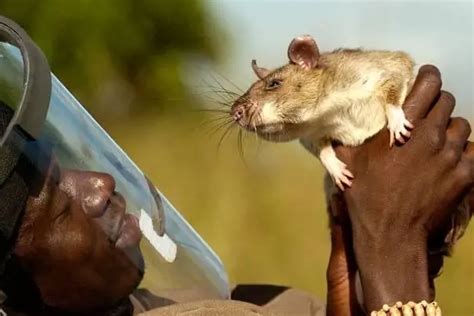 巨型老鼠是什么品种?非洲巨颊囊鼠(传闻可用来探地雷)_奇趣解密网