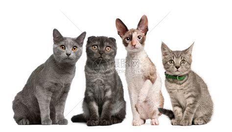 动态小猫图片,动漫小猫图片,小猫图片_大山谷图库