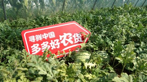 夏邑西瓜纳入拼多多“寻鲜中国好农货”专区产销直连8.82亿消费者
