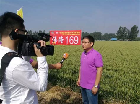 陕西省种业集团 - 小麦 - 伟隆136