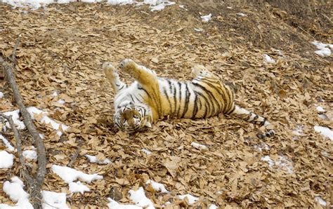 几点出生的虎最凶猛 属虎的几点出生有福气 | 布达拉宫