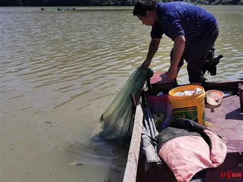 涿州洪水致一鲟鱼养殖场臭鱼堆积如山：200万斤鱼，损失3千万_新浪新闻