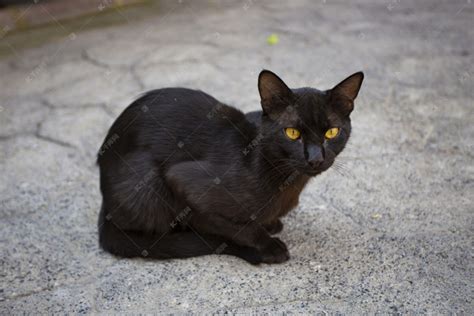 这是什么品种的黑猫？_百度知道