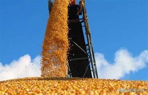 今年玉米价格突破新高是什么原因促成的，还会不会继续上涨吗？_种植