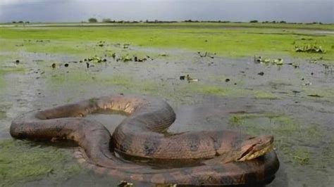 实拍世界上最大的蛇，八米长巨型森蚺_凤凰网视频_凤凰网