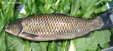 草鱼吃什么，附草鱼的生态习性和饲料配方 - 农敢网