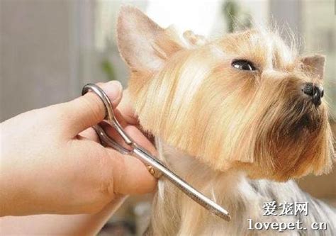 动物美容师用剪子帮小狗修剪发型图片下载 - 觅知网