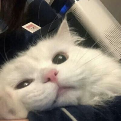 猫咪头套非主流头像