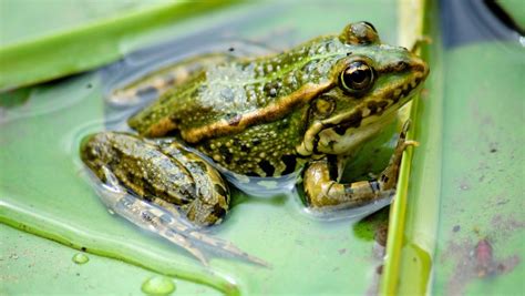 青蛙吃哪些害虫 - 业百科