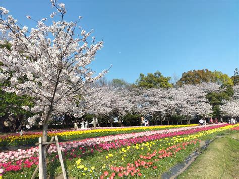 日本三重県桑名市なばなの里郁金香樱图片