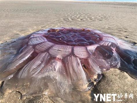 男子在沙滩捡到100斤巨型水母 围观群众却说有毒_大闽网_腾讯网