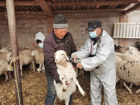 肃南裕固自治县人民政府-白银乡畜牧兽医工作站扎实开展春季重大动物疫病集中强制免疫