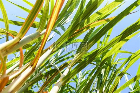 绿色甘蔗种植园作物，绿色田野自然农业农场的热带树木植物甘蔗叶，蓝天甘蔗植物高清摄影大图-千库网