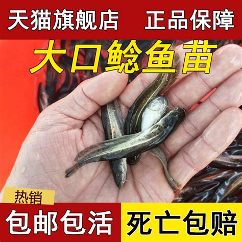 独家：北京所有超市活鱼恢复销售_联商网