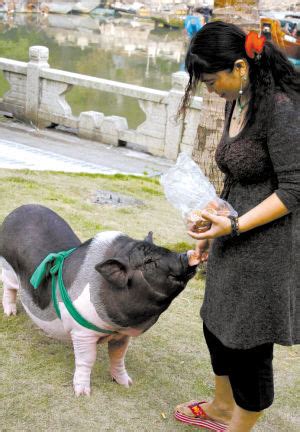女子买头迷你宠物猪 几个月长成百斤大肥猪(图)_宠物猪_社会新闻_温州网