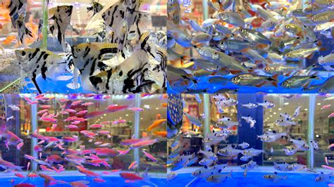 成都观赏鱼店（成都观赏鱼店排名） - 观赏鱼市场 - 广州观赏鱼批发市场