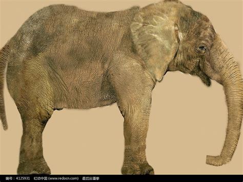 小班科学教案大象的长鼻子