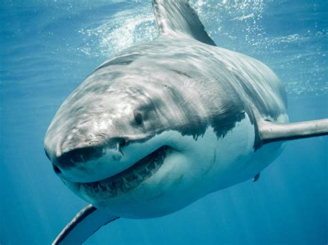 大白鲨高清图片下载-正版图片506729278-摄图网