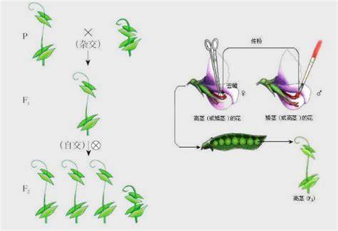孟德尔的豌豆杂交实验中为什么用豌豆做遗传实验容易取得成功?