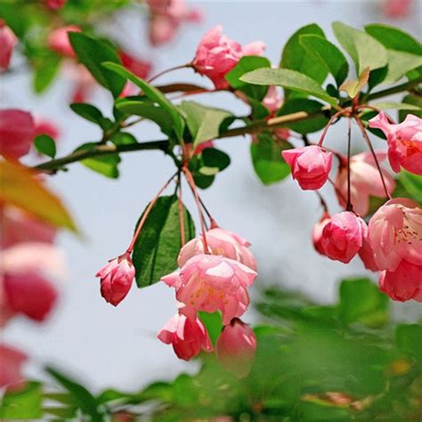 垂丝海棠开花时如美人含羞，盆栽养好不容易，5个技巧要掌握
