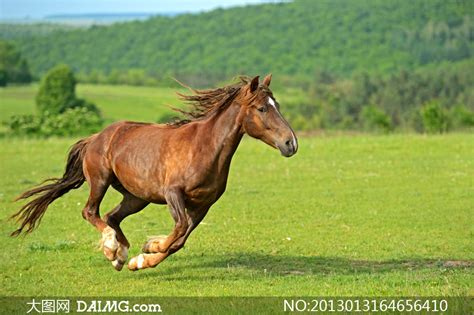 骏马写真桌面壁纸大全 骏马写真桌面壁纸大全专辑下载-找素材网