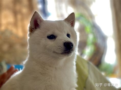 如何分辨日本纯种柴犬和中华田园犬的区别 - 柴豆豆柴犬
