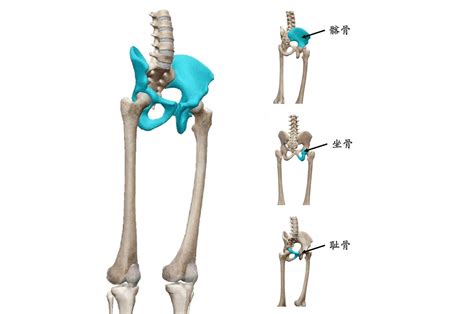 胯骨的韧带图,盆骨和骨图片,骨股骨头图片_大山谷图库