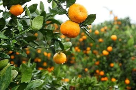 计划种植柑橘需要注意什么？_柑橘乡,石门柑橘-石门橘子红了！