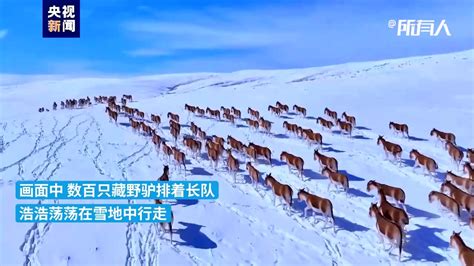 青海果洛州班玛红军沟列入第八批全国重点文物保护单位_腾讯视频