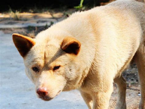 中华田园犬的北方品系：垂耳东北大笨狗，颜值、气质完全不输金毛