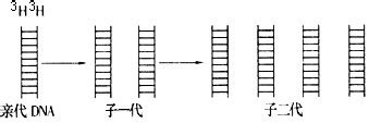 一种全基因组多态性SSR分子标记的筛选方法与流程