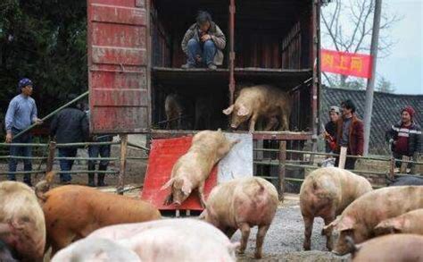 10月28日全国生猪价格，排查出新疫情，猪价依旧“步步高” - 猪好多网
