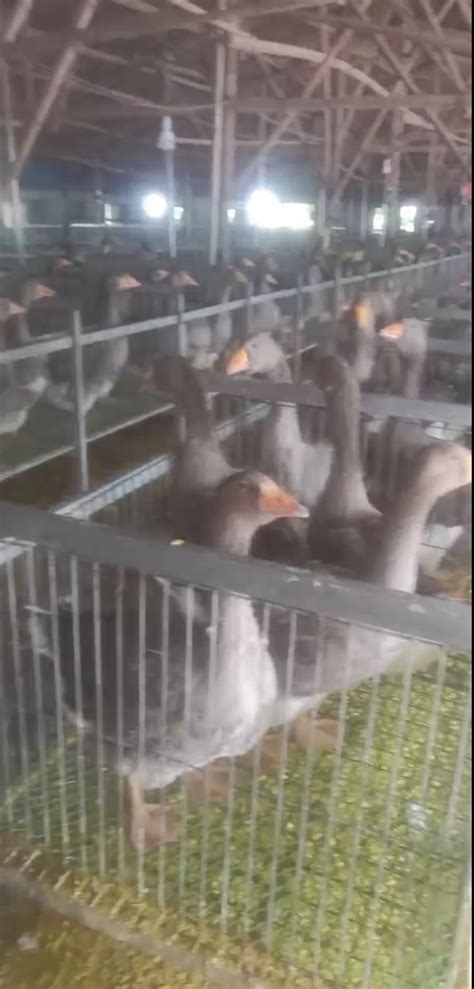 [黑棕鹅批发]黑棕鹅，光鹅，白条鹅，毛鹅价格15.5元/斤 - 惠农网
