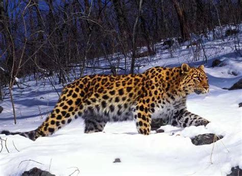 东北虎豹国家公园正式设立 试点期间野生东北虎、豹数量已增长到50只和60只-中国彩虹网
