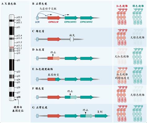 一种检测人DMD基因外显子拷贝数变异的引物及探针组合物和试剂盒的制作方法