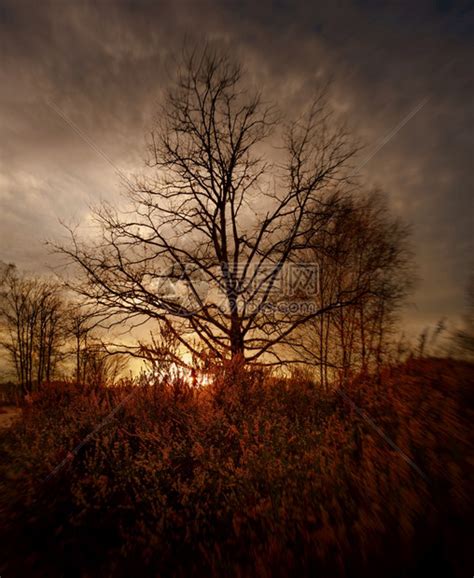 美丽的日落时秋树黄昏高清图片下载-正版图片307590073-摄图网