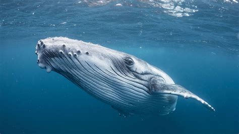 鲸落，鲸为什么死前有在海面上一跃|鲸鱼|海面|深海_新浪新闻