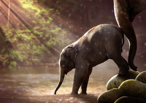 清晨的阳光下一只大象用鼻子驱赶着可爱的小象走进河水里动物素材设计