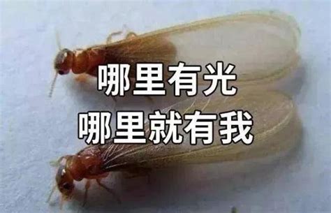 上海白蚁爆发 给市民造成极大的困扰|上海|白蚁-快财经-鹿财经网