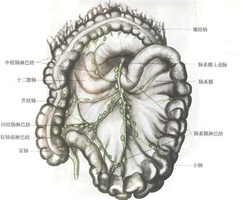 小肠结构示意图图片