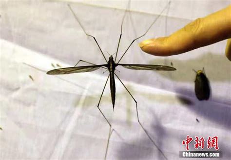 灭蚊用上了核科技！我国科学家推出核射线灭蚊法，巧妙给蚊子绝育 - 知乎