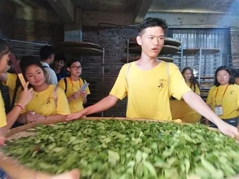 采茶、制茶、品茶|华裔青少年的安溪之旅_葛佳丹