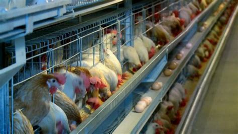 养殖户再无后顾之忧一一安陆市正式启动蛋禽养殖保险项目_湖北神丹健康食品有限公司