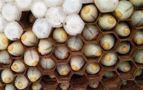 蜂蛹泡酒的作用与功效及简单做法 湖北天马养蜂场