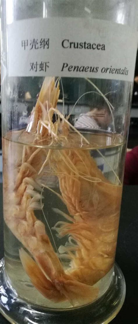 龙虾与蝎子生物学上有什么关联？ - 知乎