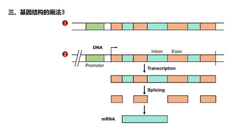 基因结构 - jcfaieng - 博客园