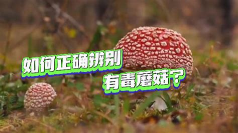 蘑菇测试图片