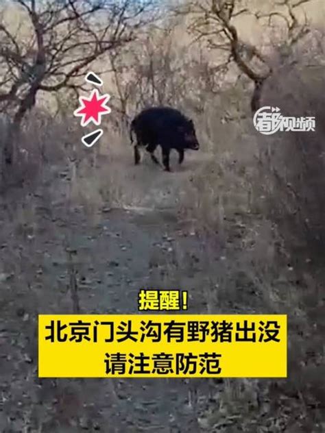 提醒！北京门头沟有野猪出没 ，请注意防范！|北京市_新浪新闻