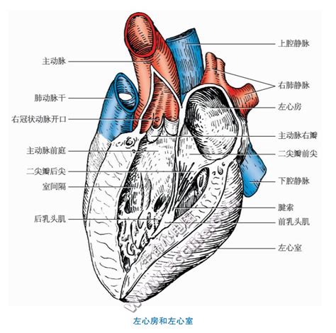 图25-12 自左侧通过球室孔观察(同图25-9标本)-心血管-医学